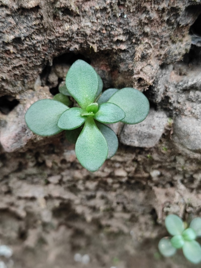 Sedum jinglanii
