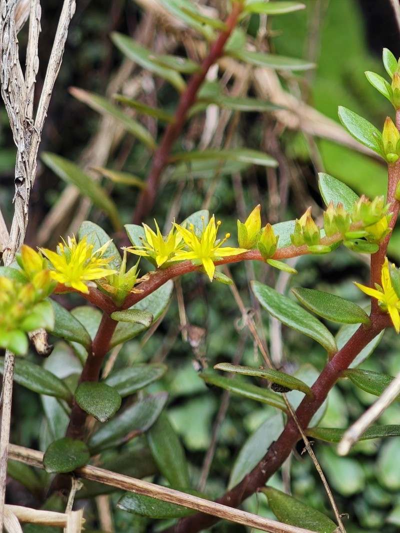 Sedum jinglanii photo 2