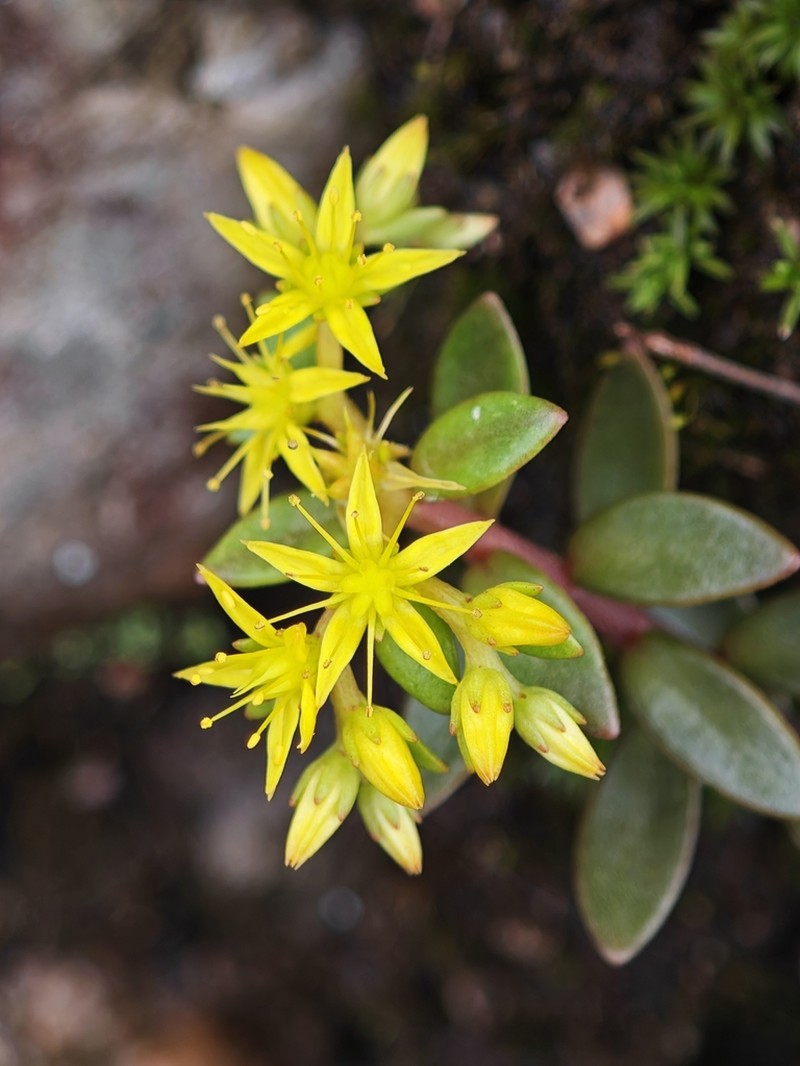 Sedum jinglanii photo 3