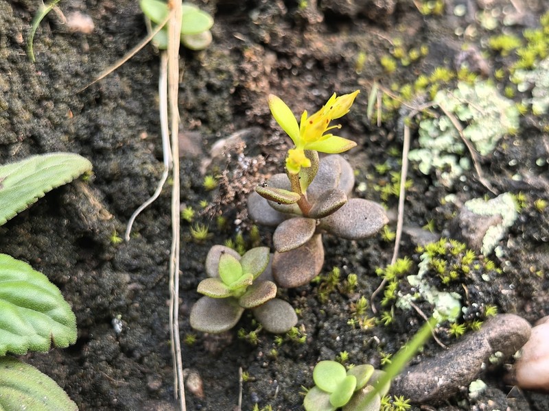 Sedum jinglanii photo 4