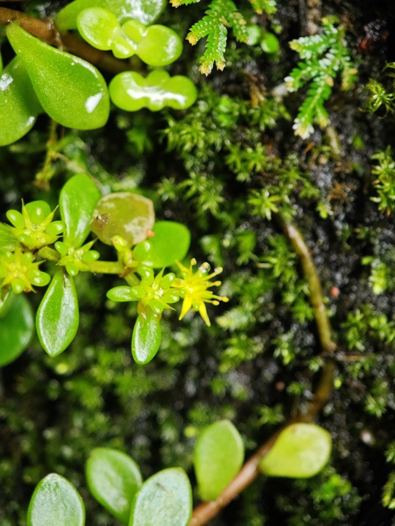 Sedum jinglanii photo 5