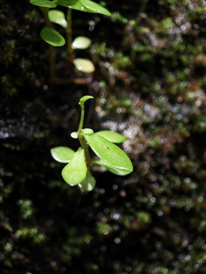 Sedum jinglanii photo 6