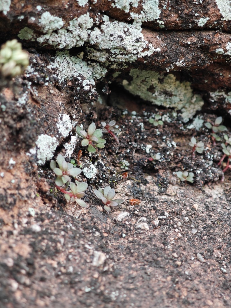 Sedum jinglanii photo 8