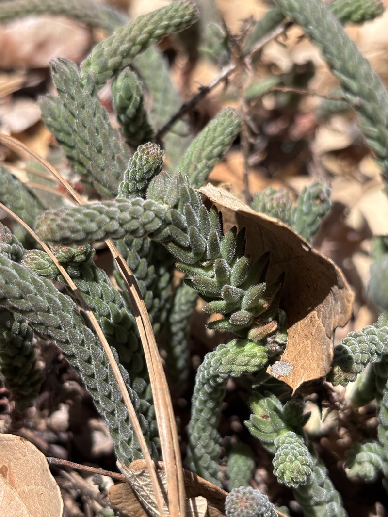 Sedum jurgensenii subsp. jurgensenii