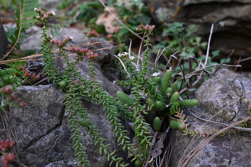 Sedum jurgensenii subsp. jurgensenii photo 2