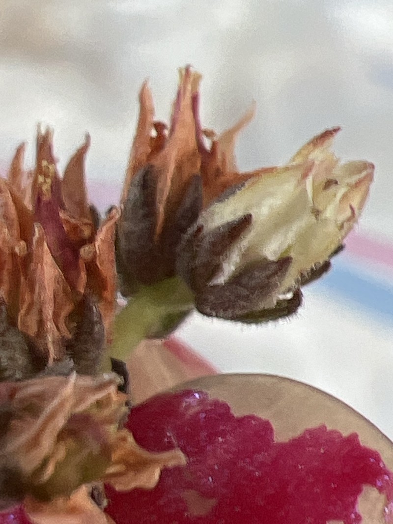 Sedum jurgensenii subsp. jurgensenii photo 3
