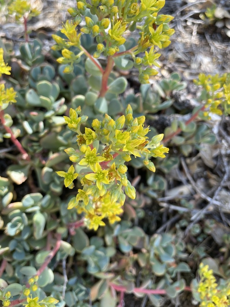 Sedum kiersteadiae