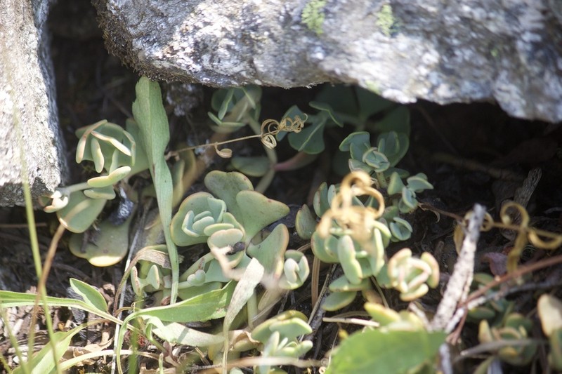 Sedum kiersteadiae photo 2