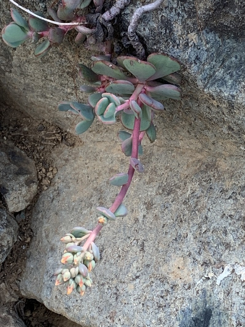 Sedum kiersteadiae photo 3