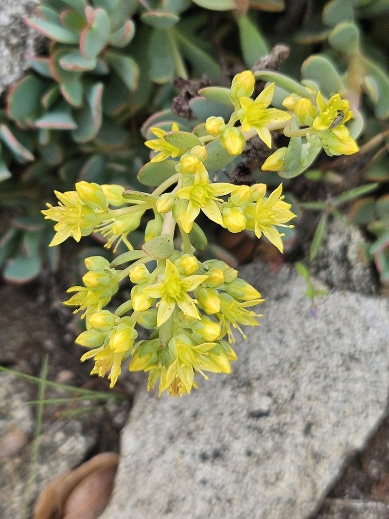 Sedum kiersteadiae photo 4