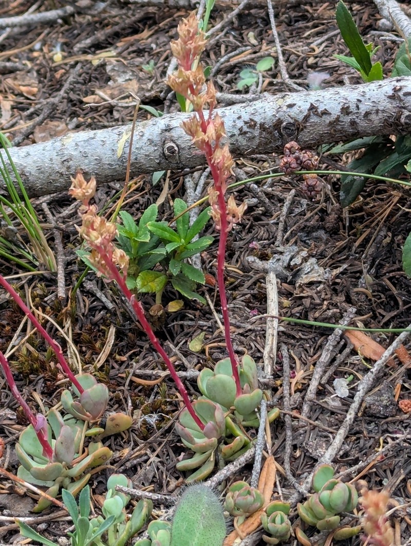 Sedum kiersteadiae photo 5