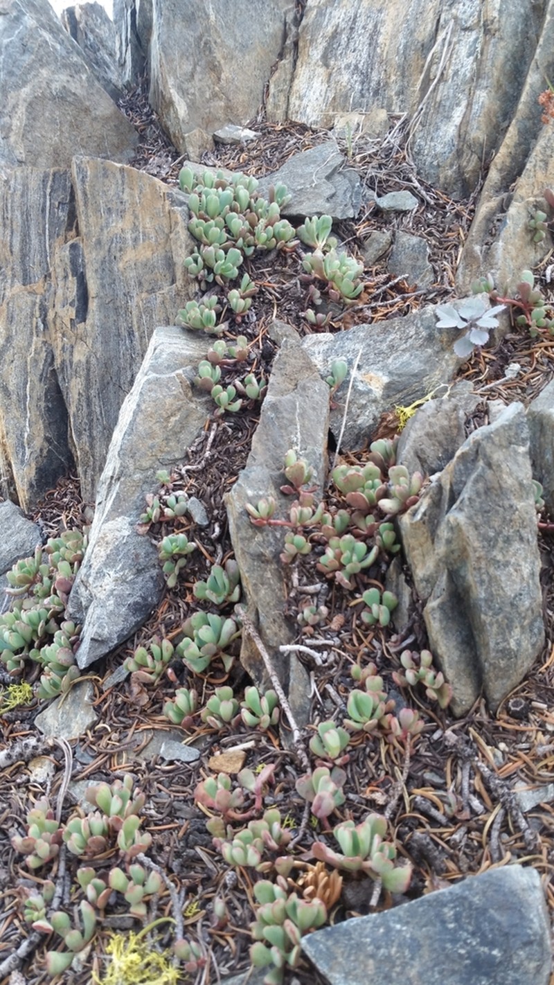 Sedum kiersteadiae photo 6