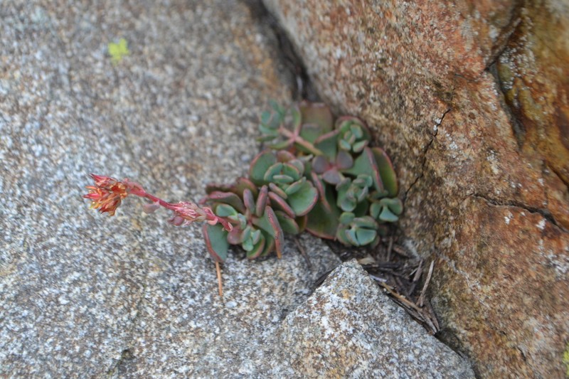 Sedum kiersteadiae photo 8