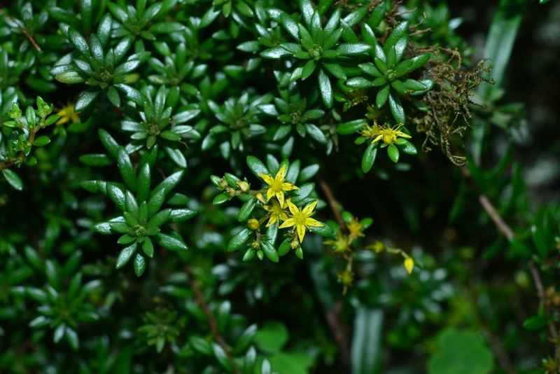 Sedum kwanwuense