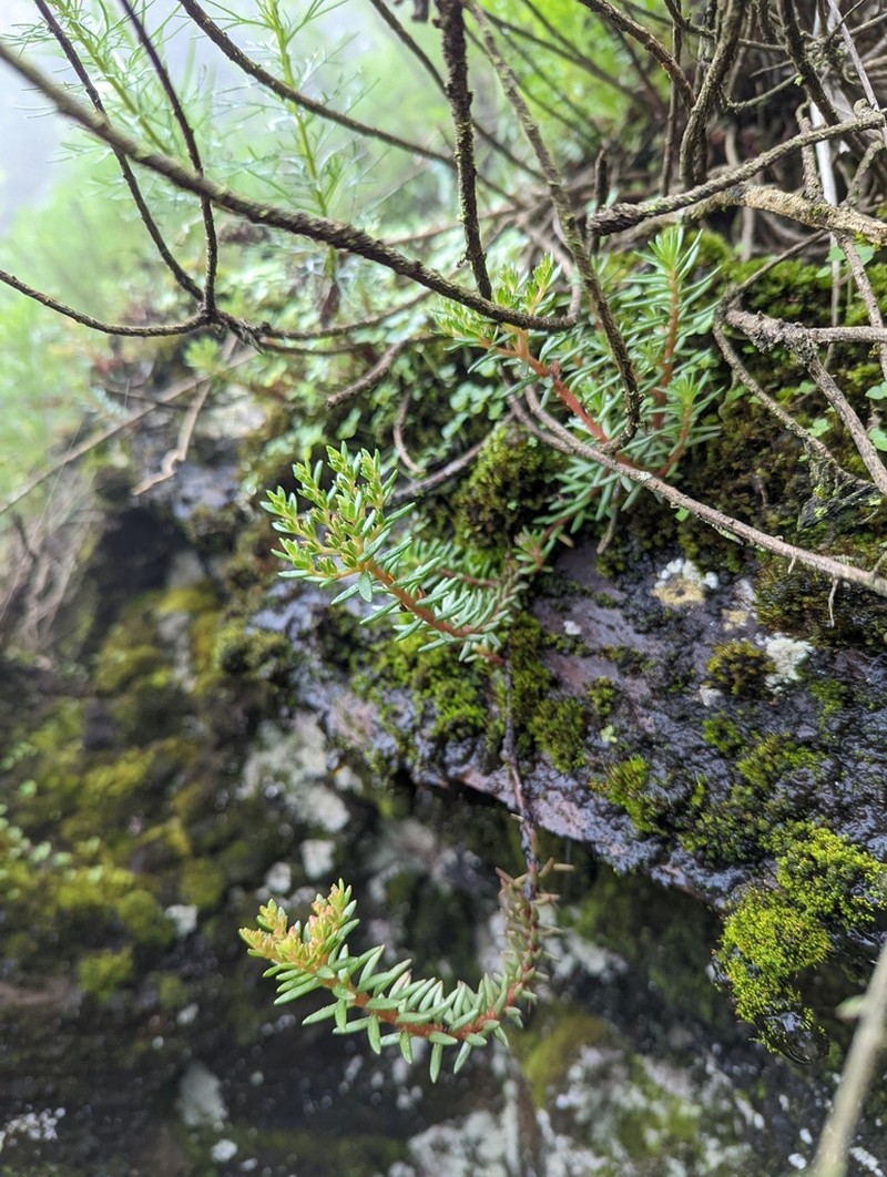 Sedum kwanwuense photo 2