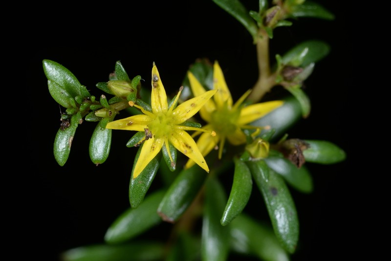 Sedum kwanwuense photo 3