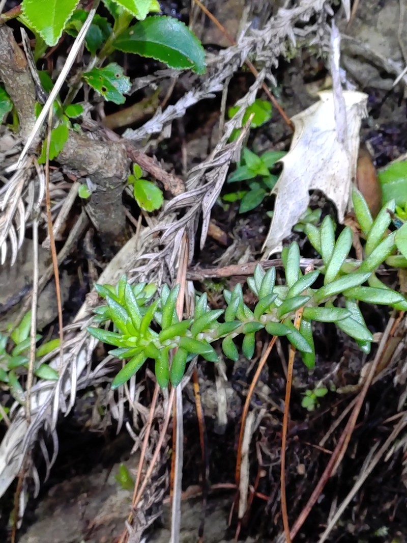 Sedum kwanwuense photo 4