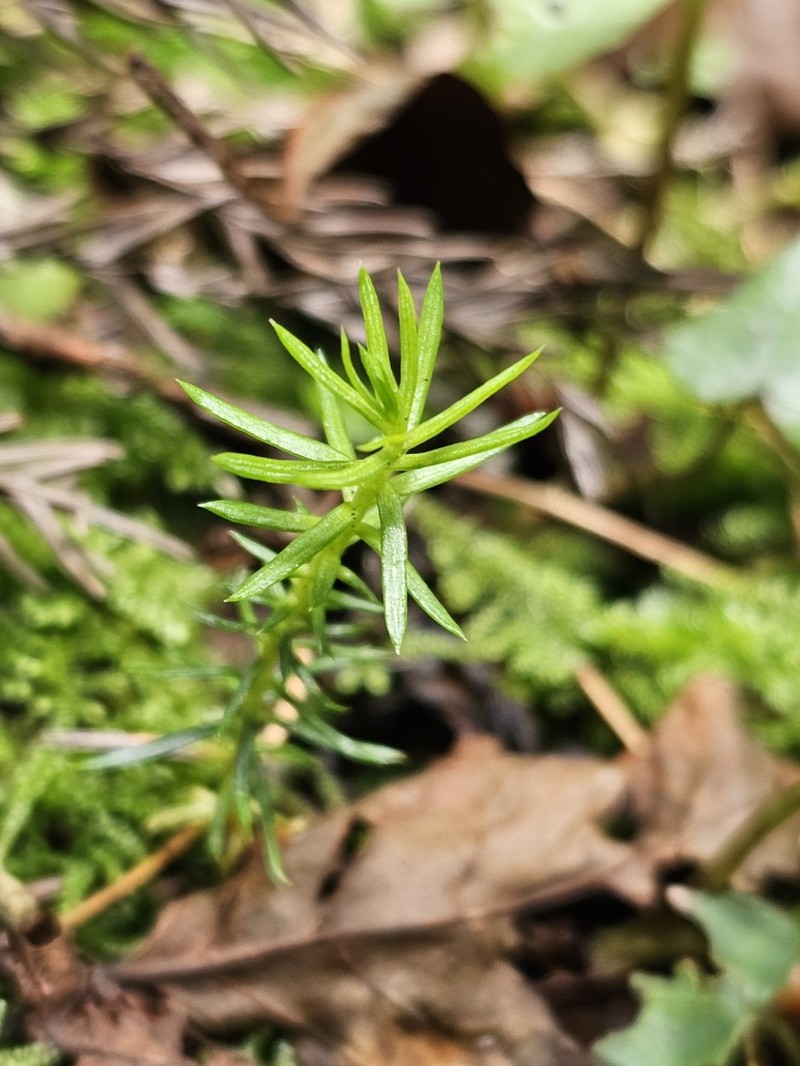 Sedum kwanwuense photo 6