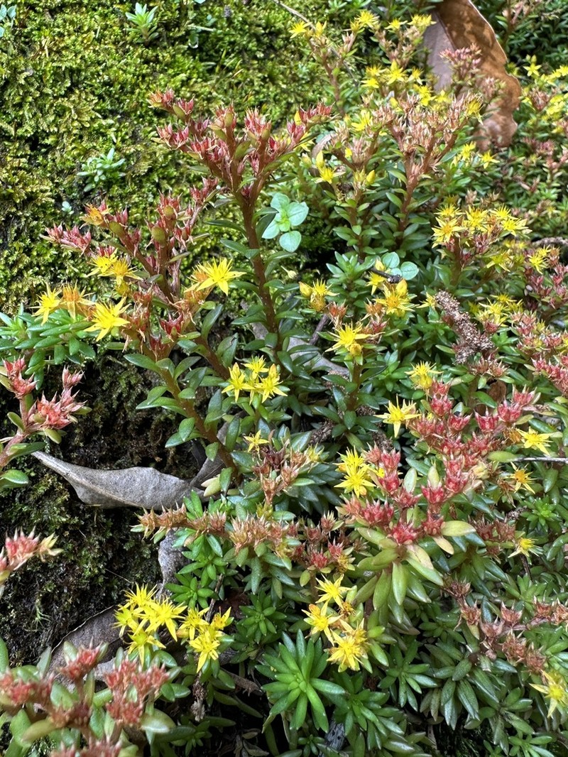 Sedum kwanwuense photo 7