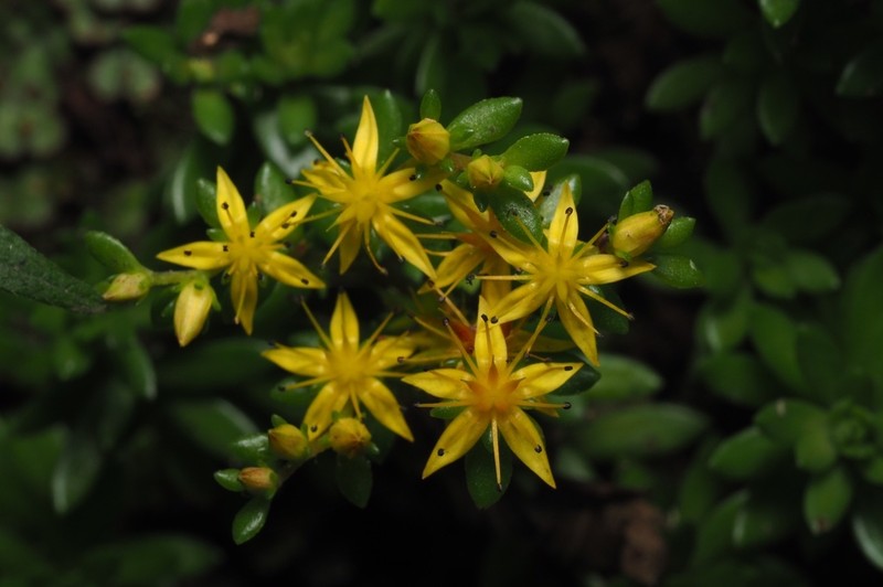 Sedum kwanwuense photo 8