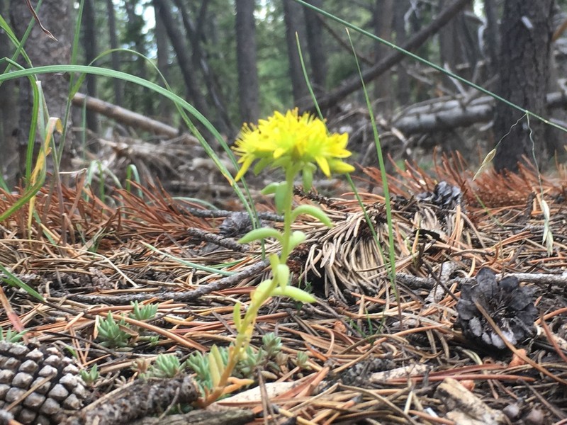 Spearleaf Stonecrop photo 5