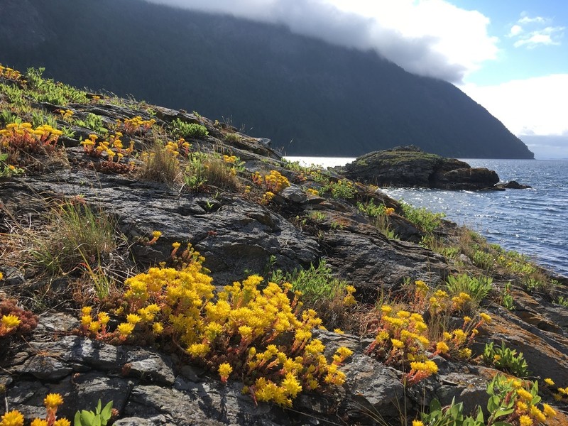 Spearleaf Stonecrop photo 6