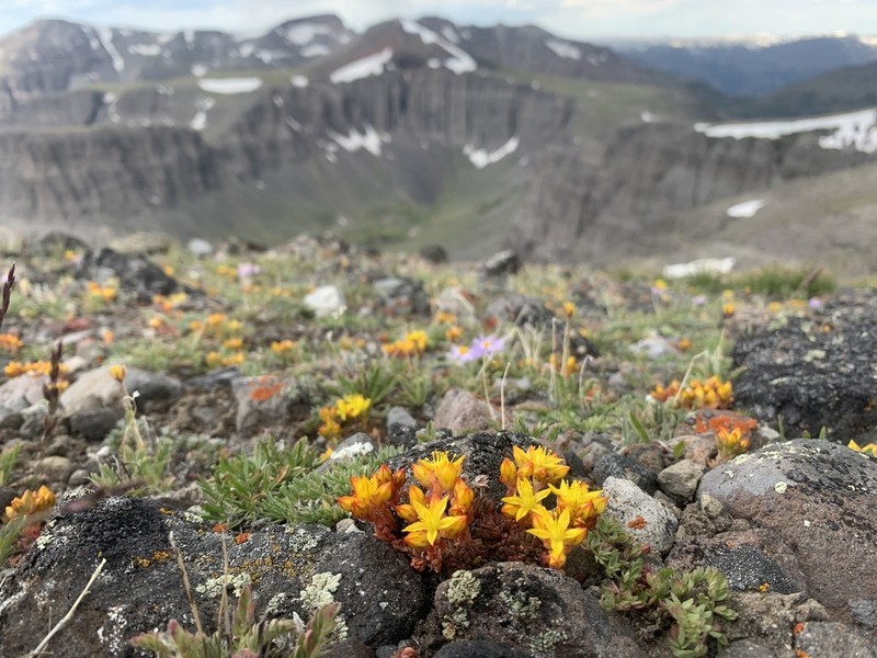 Spearleaf Stonecrop photo 7
