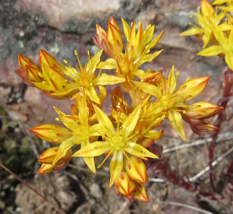 Spearleaf Stonecrop photo 4
