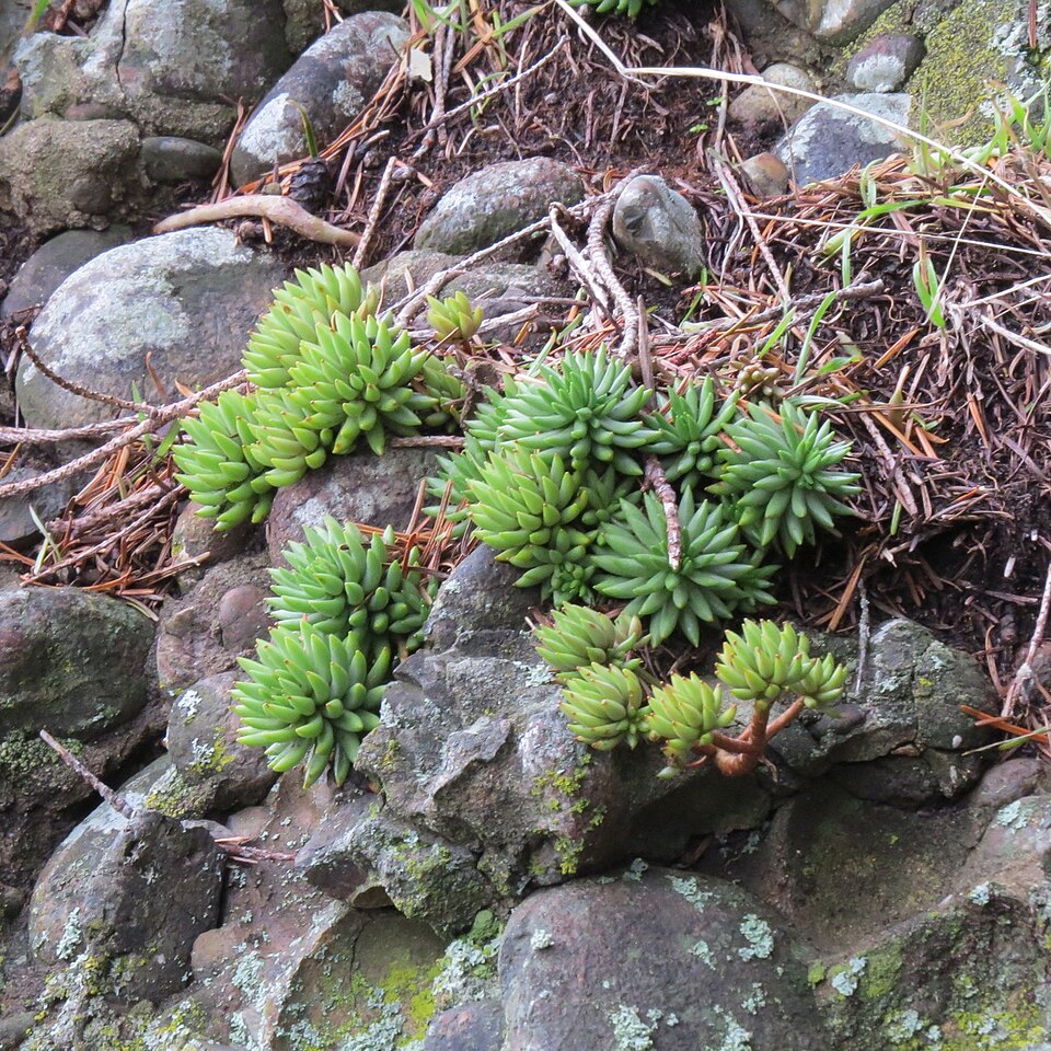 Spearleaf Stonecrop photo 6