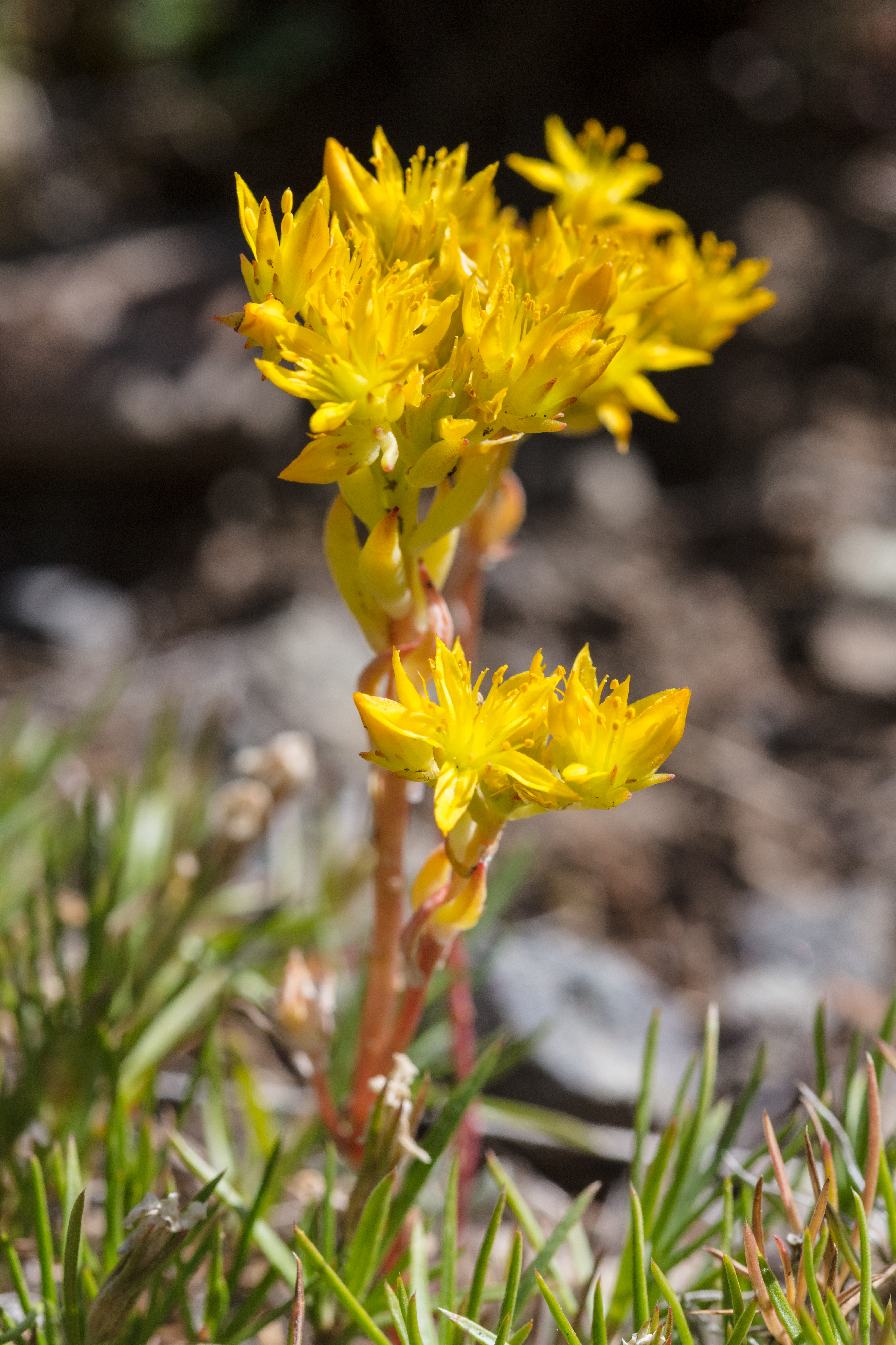 Spearleaf Stonecrop photo 7
