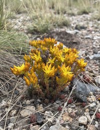 Spearleaf Stonecrop