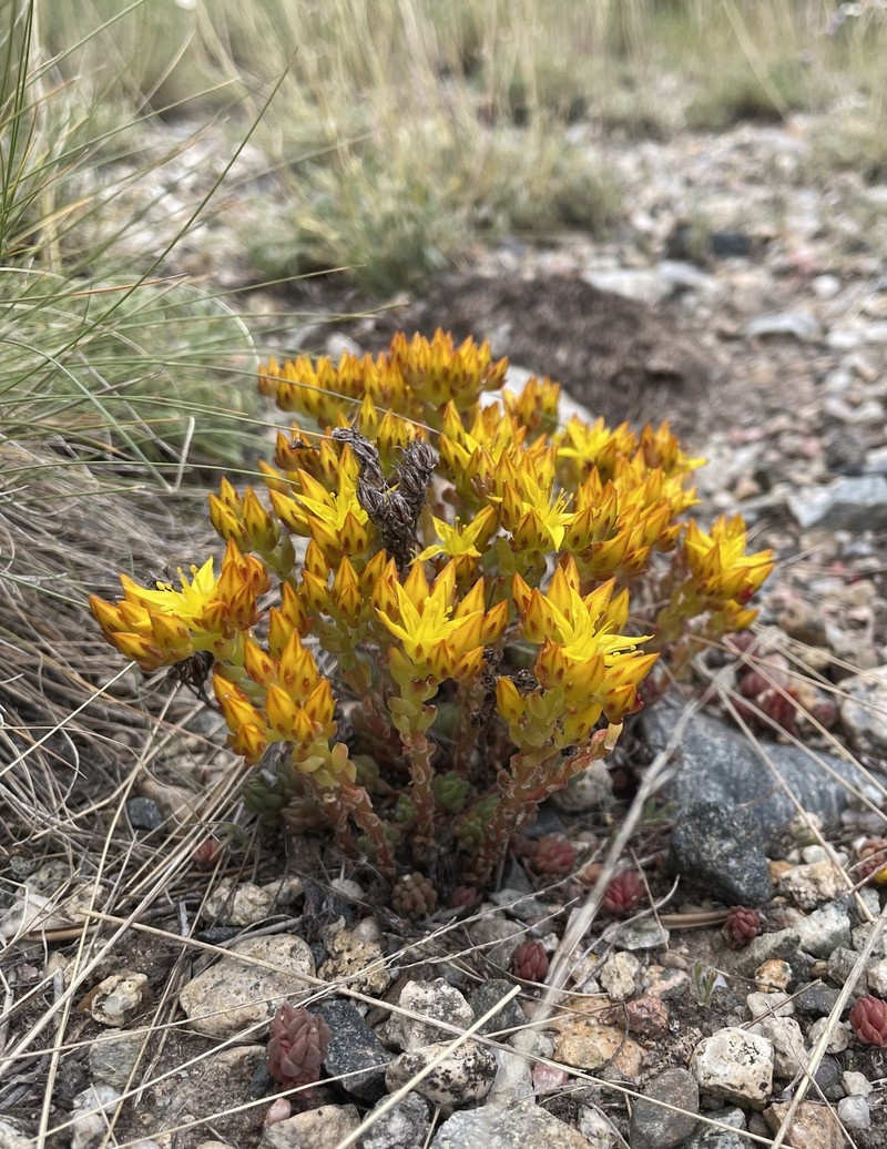 Spearleaf Stonecrop