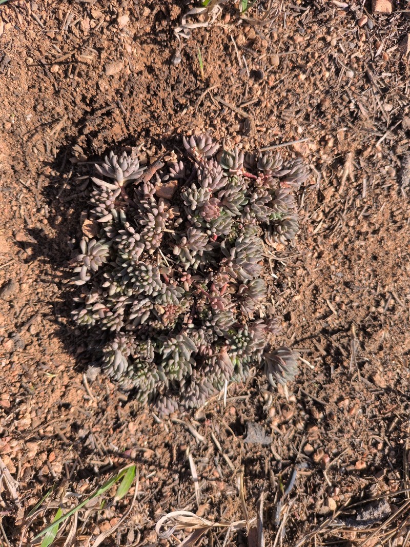 Sedum lanceolatum subsp. lanceolatum