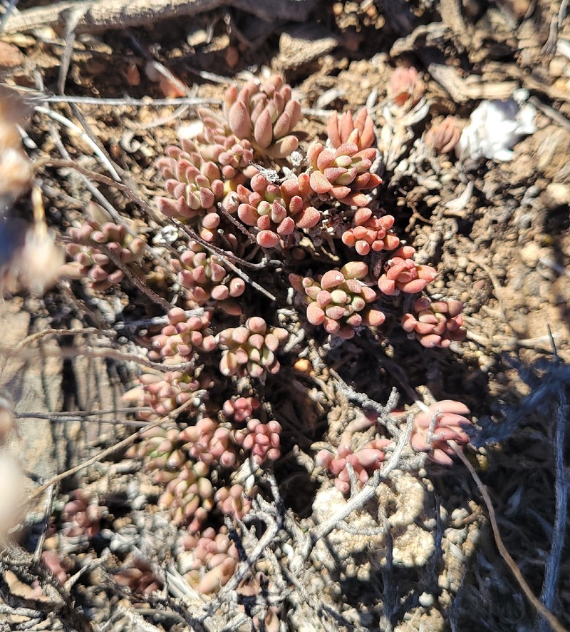 Sedum lanceolatum subsp. lanceolatum photo 2