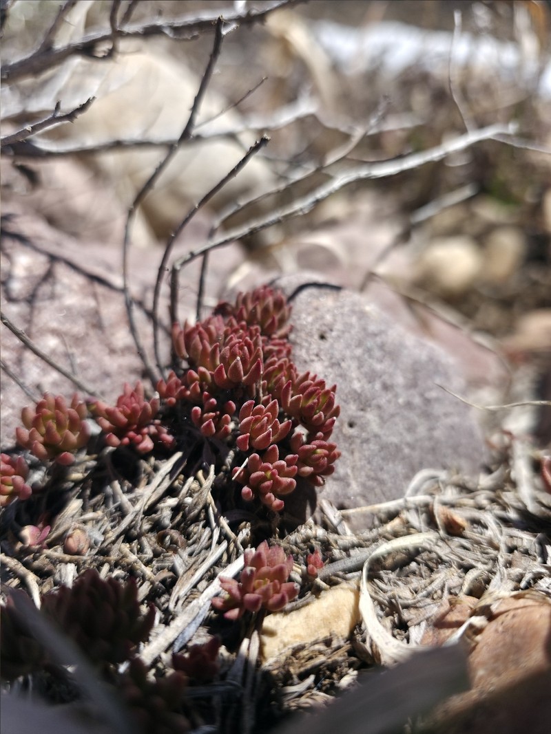 Sedum lanceolatum subsp. lanceolatum photo 3