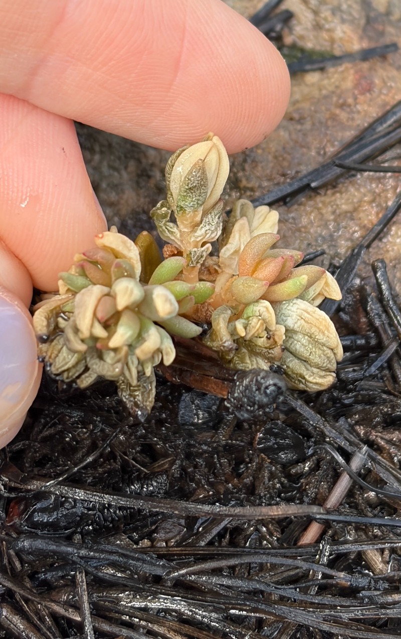 Sedum lanceolatum subsp. lanceolatum photo 4