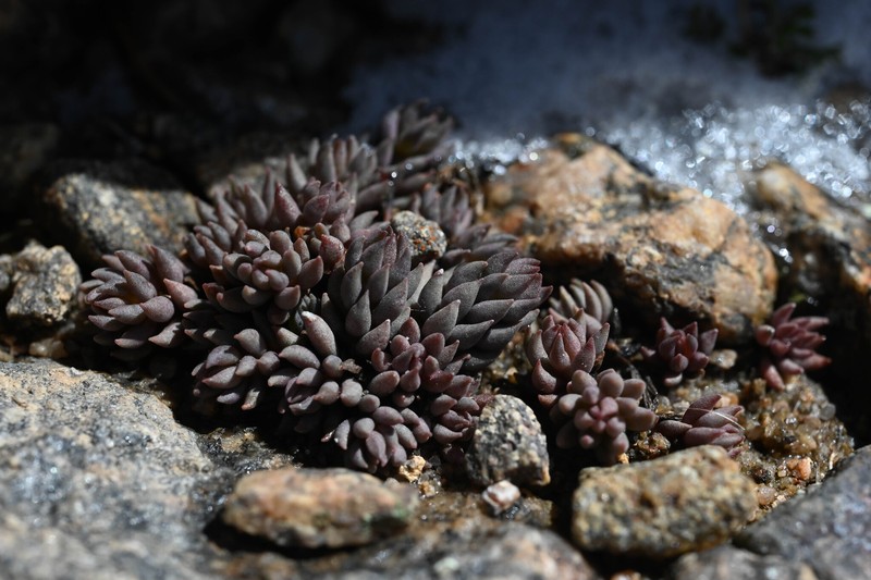 Sedum lanceolatum subsp. lanceolatum photo 5