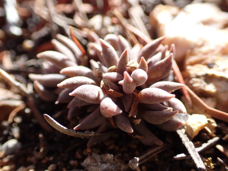 Sedum lanceolatum subsp. lanceolatum photo 6