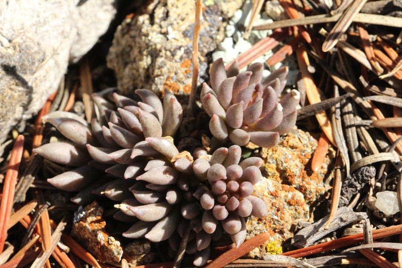 Sedum lanceolatum subsp. lanceolatum photo 7