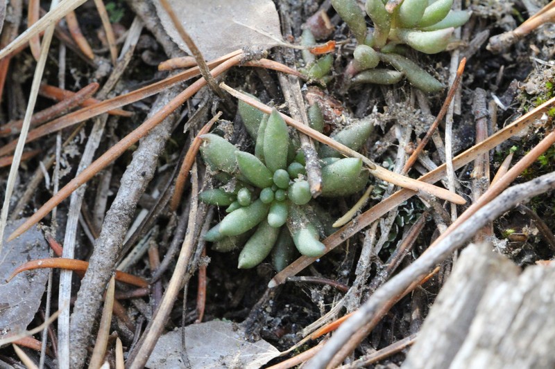 Sedum lanceolatum subsp. lanceolatum photo 8