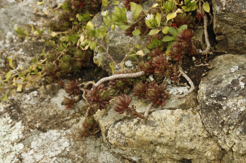 Sedum lanceolatum subsp. nesioticum
