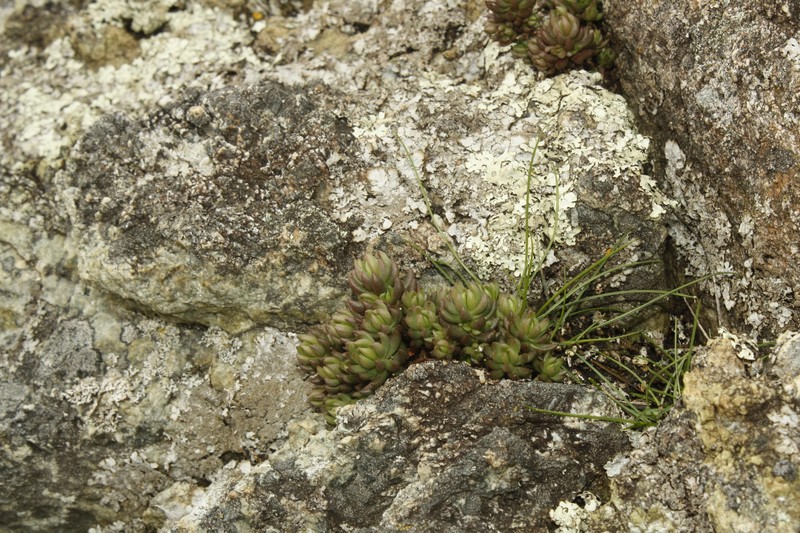Sedum lanceolatum subsp. nesioticum photo 2