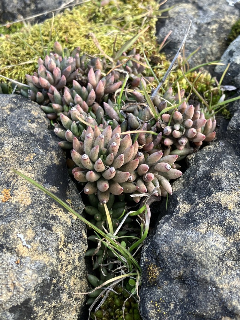Sedum lanceolatum subsp. nesioticum photo 3