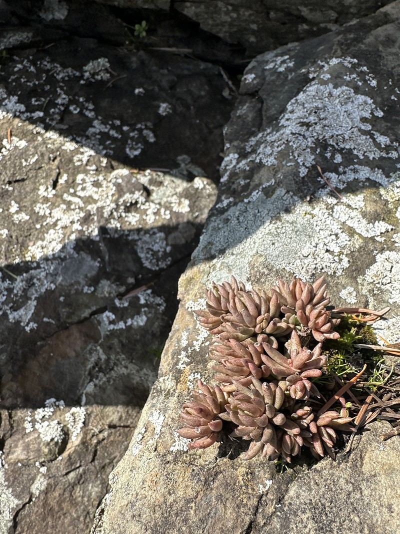 Sedum lanceolatum subsp. nesioticum photo 4