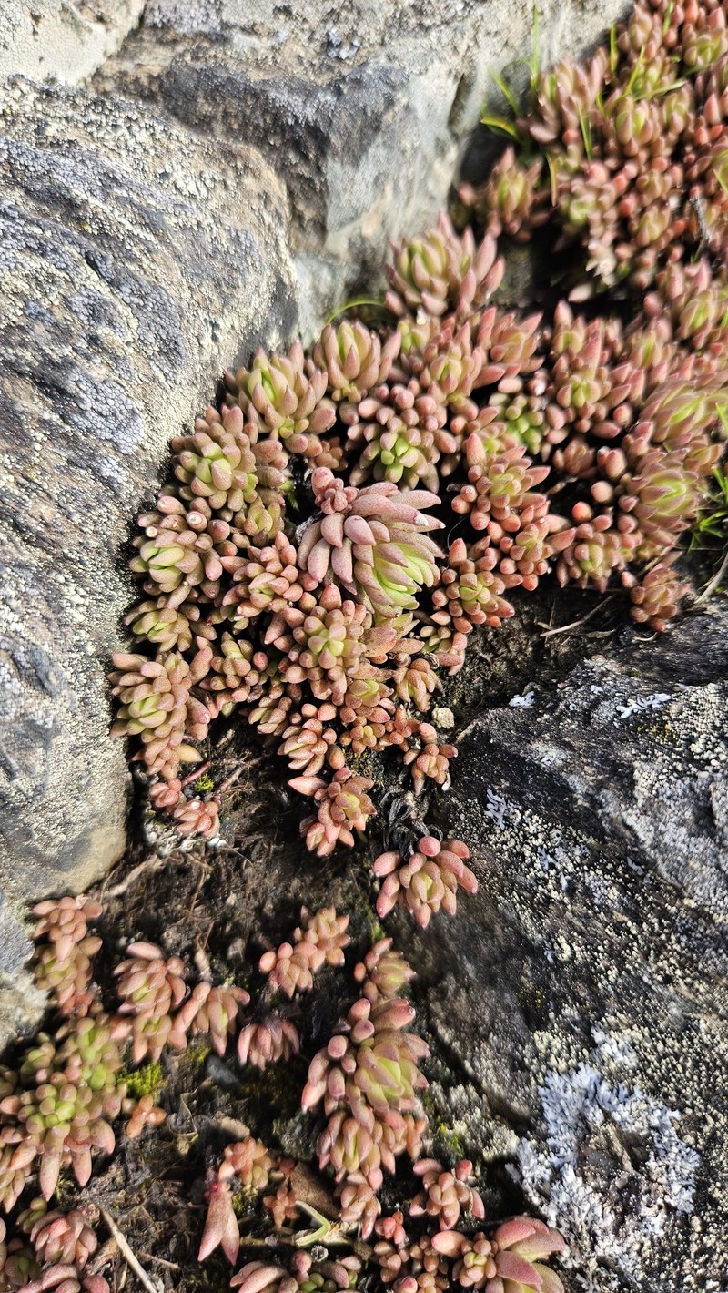 Sedum lanceolatum subsp. nesioticum photo 5