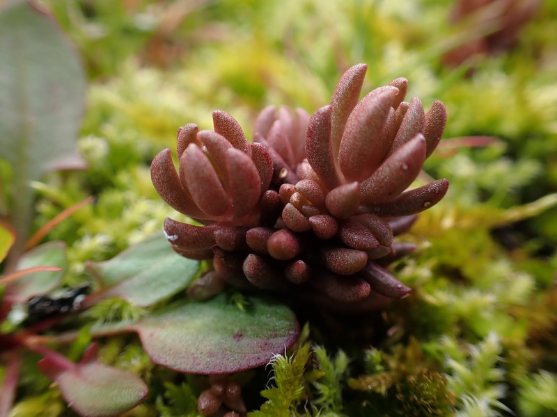 Sedum lanceolatum subsp. nesioticum photo 6