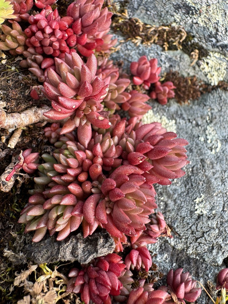 Sedum lanceolatum subsp. nesioticum photo 7