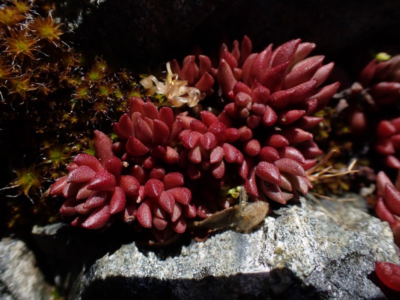 Sedum lanceolatum subsp. nesioticum photo 8