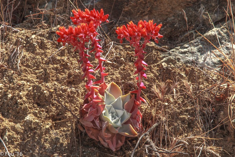 Roseflower Stonecrop