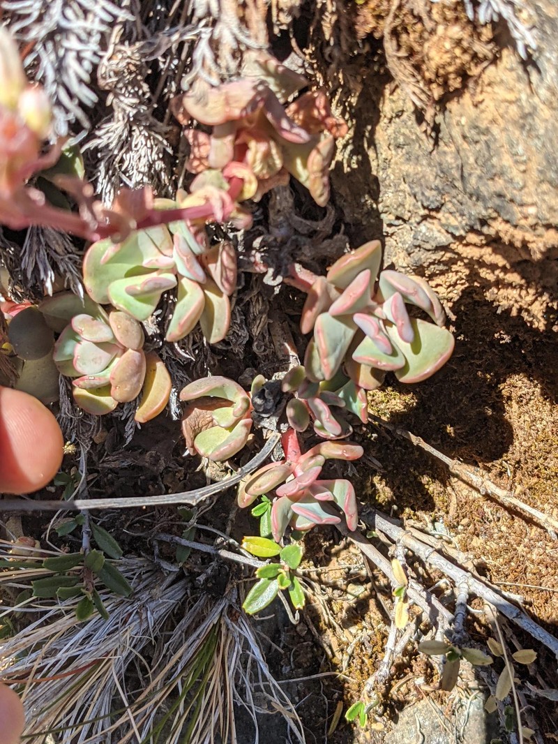 Roseflower Stonecrop photo 2